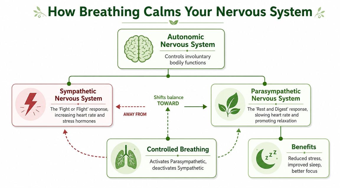 A diagram explaining how controlled breathing balances the sympathetic and parasympathetic nervous systems to reduce stress.