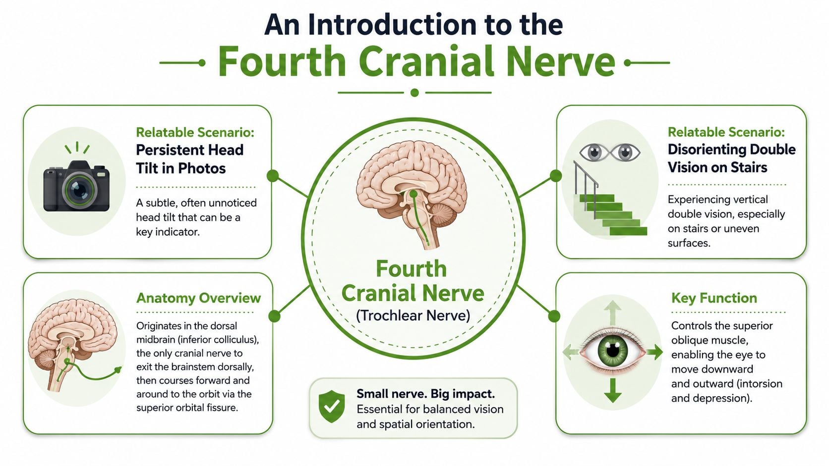 An infographic showing anatomical and clinical details of the fourth cranial nerve or trochlear nerve.