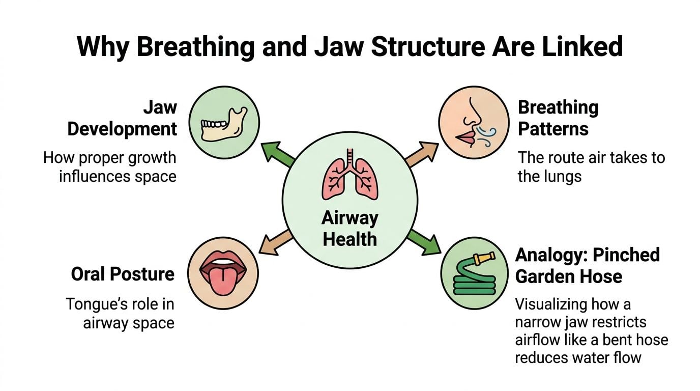 A diagram explaining the relationship between breathing, oral posture, jaw development, and overall airway health.