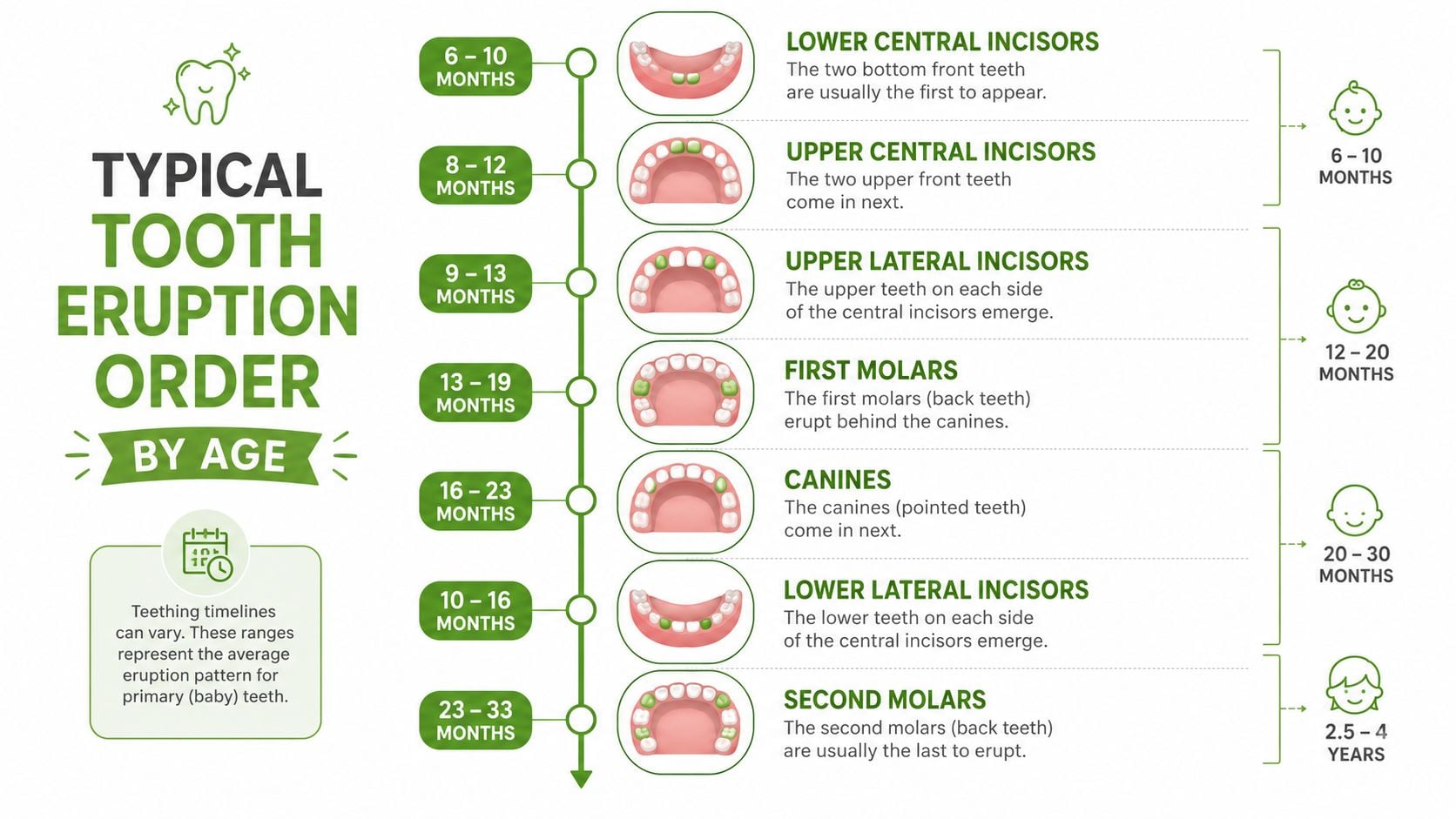 A detailed infographic showing the typical timeline and order for primary baby tooth eruption in children.